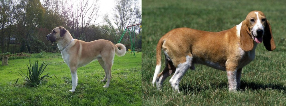 Schweizer Niederlaufhund vs Anatolian Shepherd - Breed Comparison