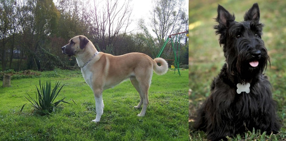 Scoland Terrier vs Anatolian Shepherd - Breed Comparison