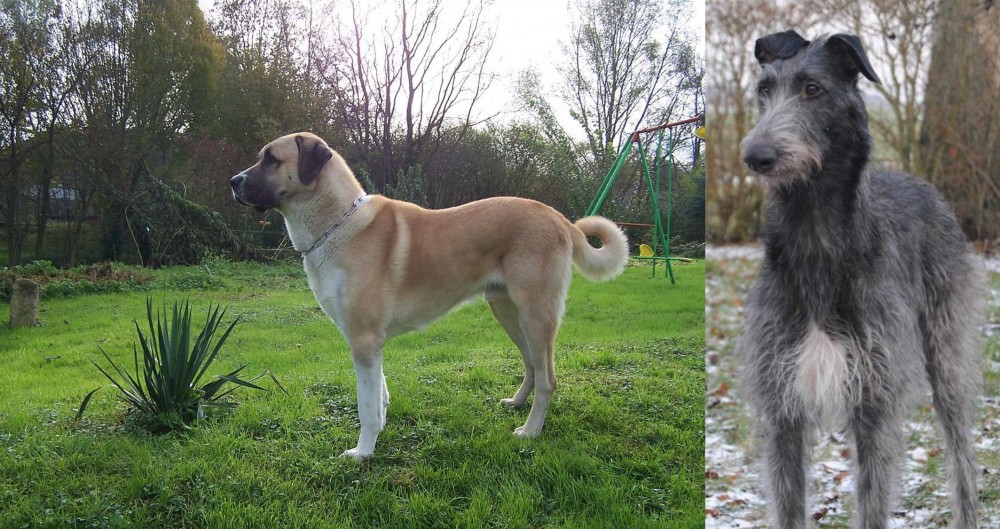 Scottish Deerhound vs Anatolian Shepherd - Breed Comparison