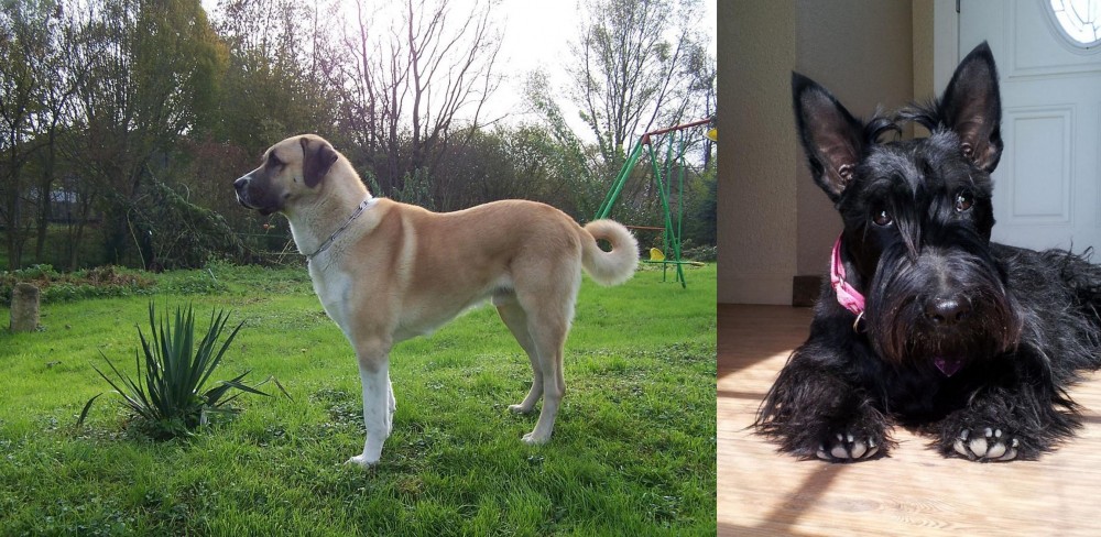 Scottish Terrier vs Anatolian Shepherd - Breed Comparison