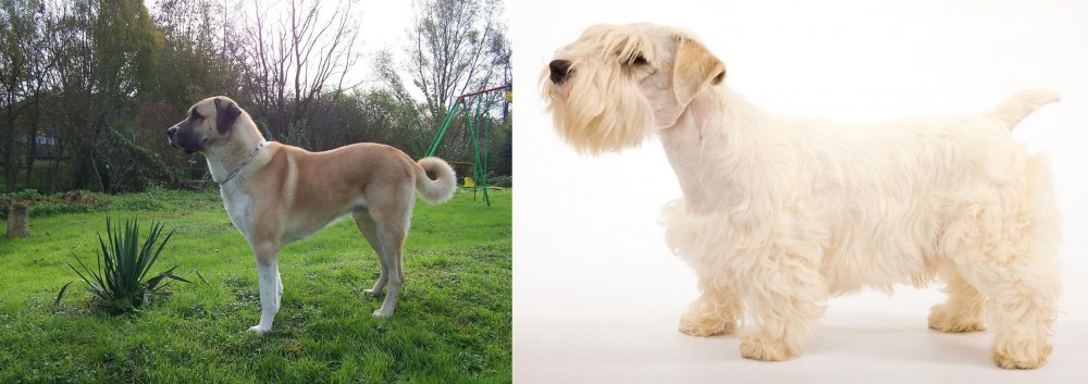 Sealyham Terrier vs Anatolian Shepherd - Breed Comparison