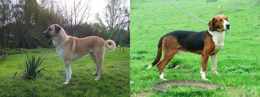 Serbian Tricolour Hound vs Anatolian Shepherd - Breed Comparison