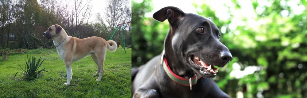 Shepard Labrador vs Anatolian Shepherd - Breed Comparison