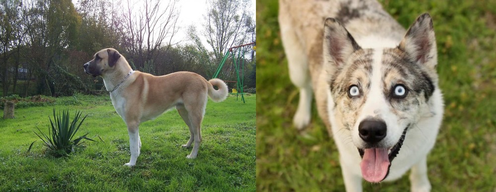 Shepherd Husky vs Anatolian Shepherd - Breed Comparison