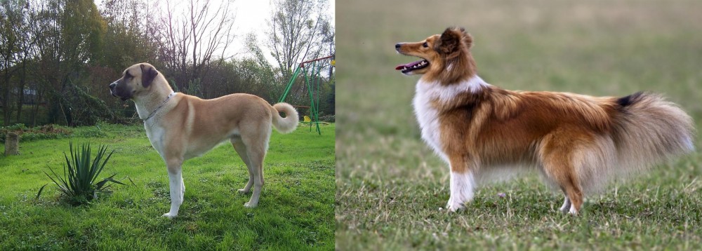 Shetland Sheepdog vs Anatolian Shepherd - Breed Comparison
