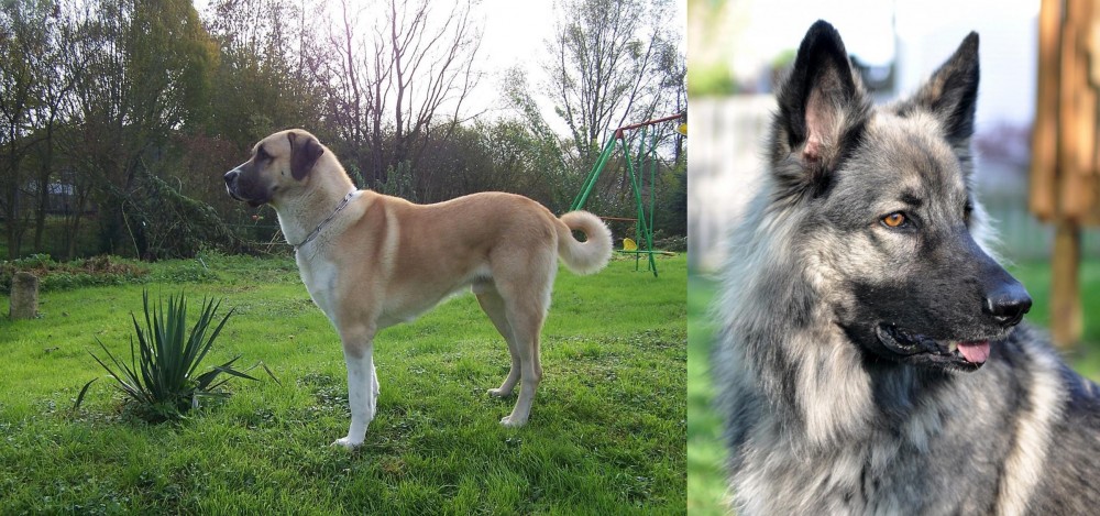Shiloh Shepherd vs Anatolian Shepherd - Breed Comparison