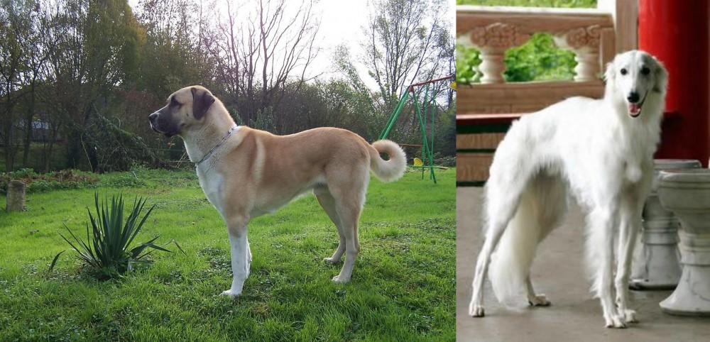 Silken Windhound vs Anatolian Shepherd - Breed Comparison