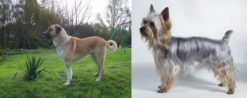 Silky Terrier vs Anatolian Shepherd - Breed Comparison
