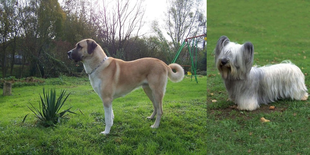 Skye Terrier vs Anatolian Shepherd - Breed Comparison