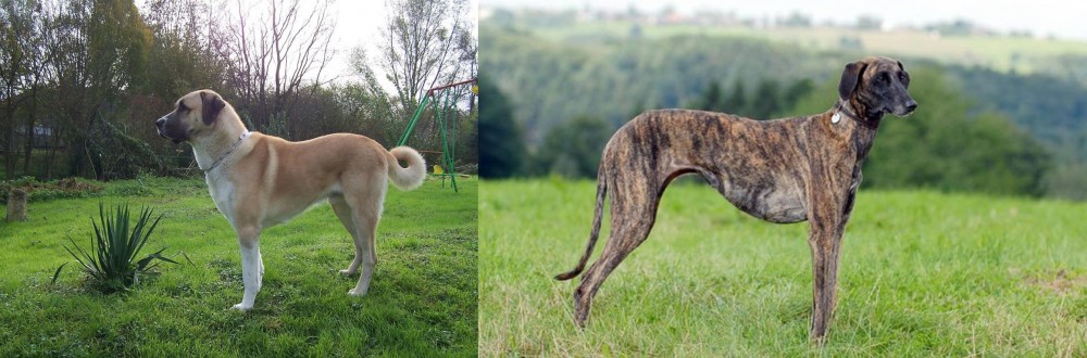 Sloughi vs Anatolian Shepherd - Breed Comparison