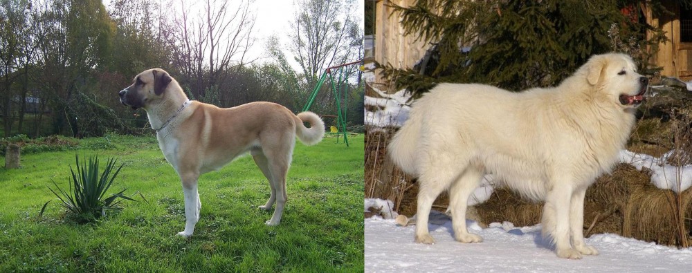 Slovak Cuvac vs Anatolian Shepherd - Breed Comparison