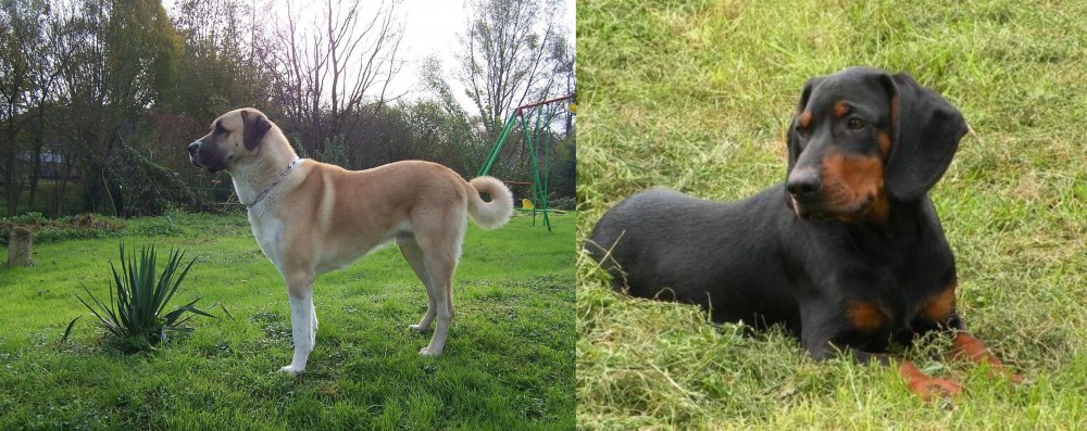 Slovakian Hound vs Anatolian Shepherd - Breed Comparison