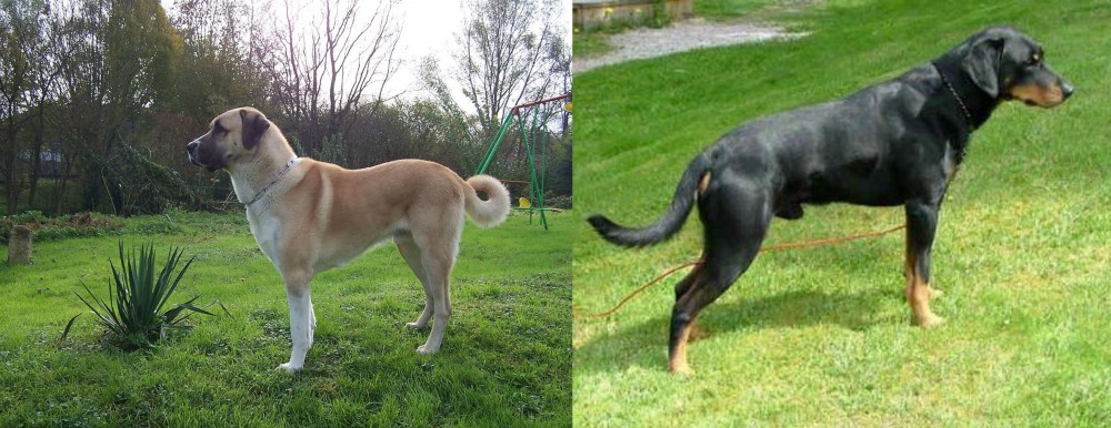 Smalandsstovare vs Anatolian Shepherd - Breed Comparison