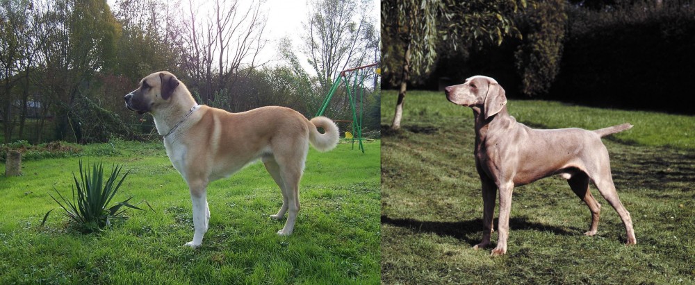 Smooth Haired Weimaraner vs Anatolian Shepherd - Breed Comparison