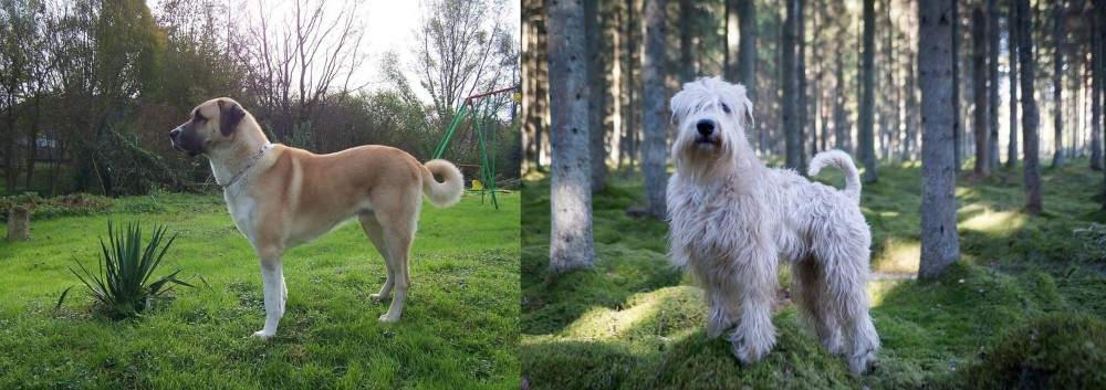 Soft-Coated Wheaten Terrier vs Anatolian Shepherd - Breed Comparison