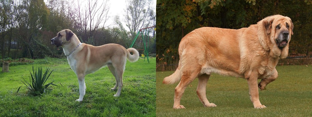 Spanish Mastiff vs Anatolian Shepherd - Breed Comparison