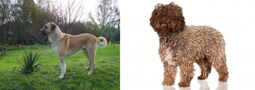 Spanish Water Dog vs Anatolian Shepherd - Breed Comparison