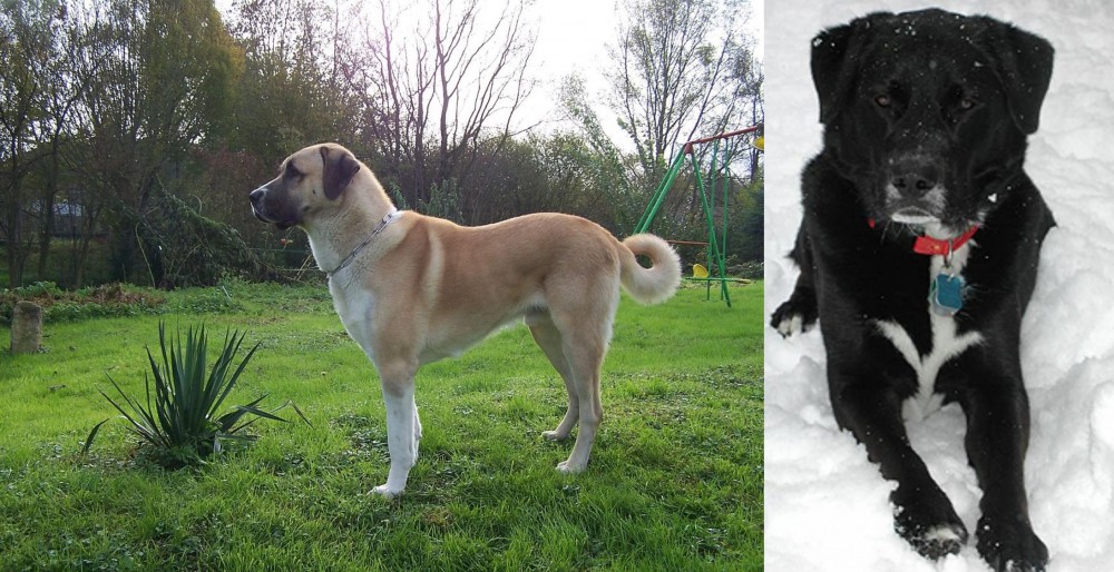 St. John's Water Dog vs Anatolian Shepherd - Breed Comparison