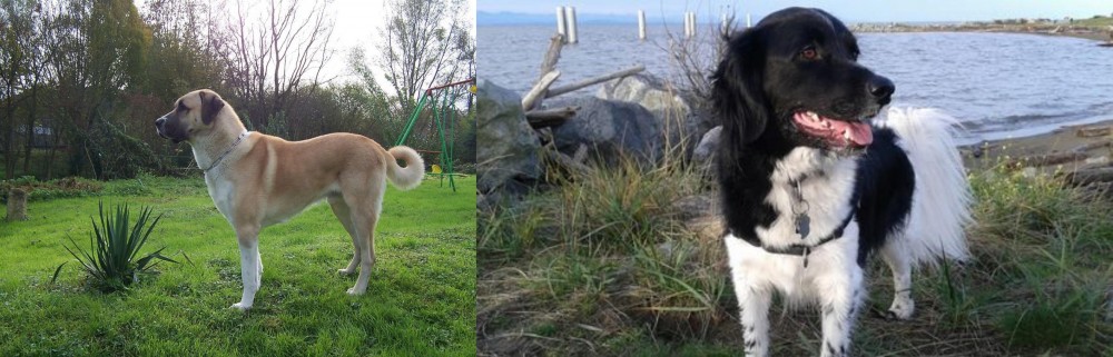 Stabyhoun vs Anatolian Shepherd - Breed Comparison