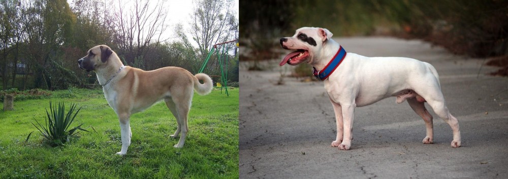 Staffordshire Bull Terrier vs Anatolian Shepherd - Breed Comparison