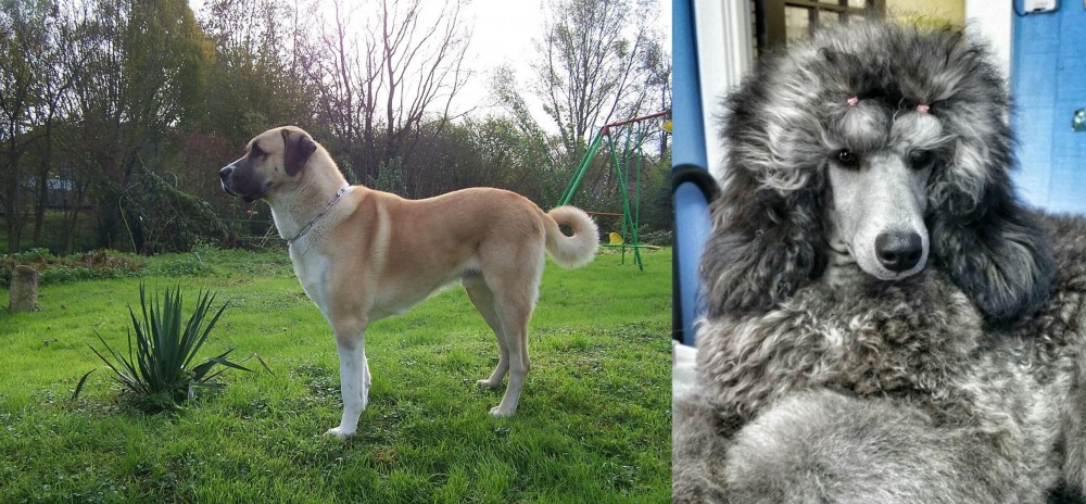 Standard Poodle vs Anatolian Shepherd - Breed Comparison