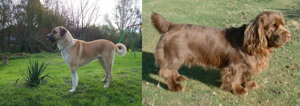 Sussex Spaniel vs Anatolian Shepherd - Breed Comparison