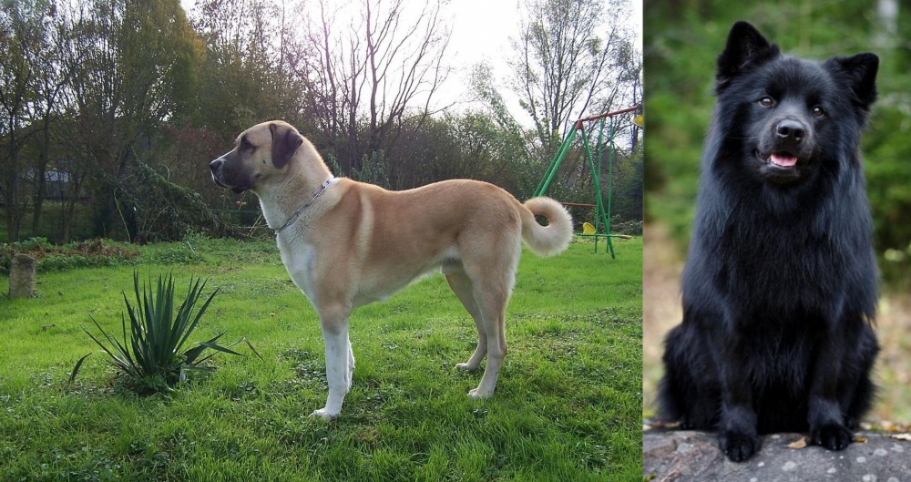 Swedish Lapphund vs Anatolian Shepherd - Breed Comparison