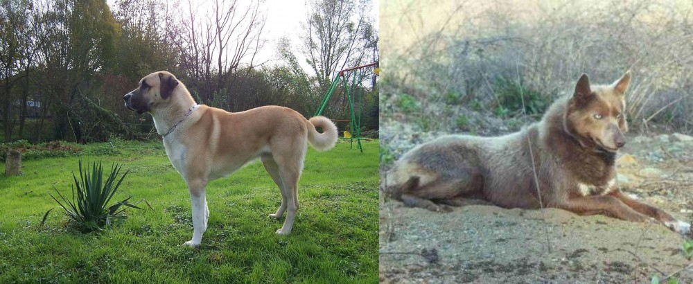 Tahltan Bear Dog vs Anatolian Shepherd - Breed Comparison