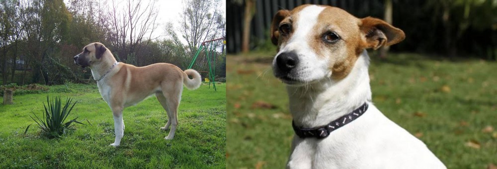 Tenterfield Terrier vs Anatolian Shepherd - Breed Comparison