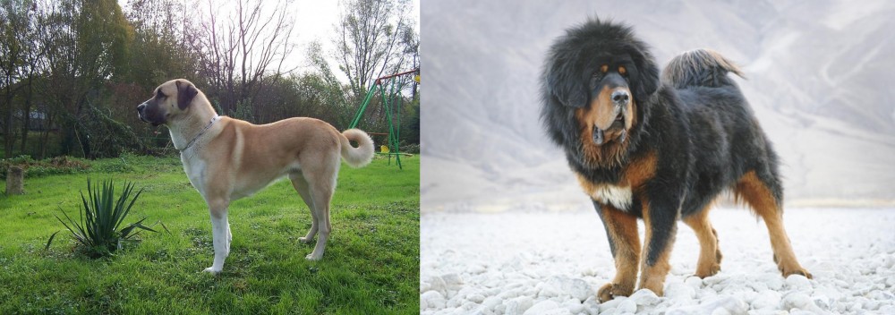 Tibetan Mastiff vs Anatolian Shepherd - Breed Comparison