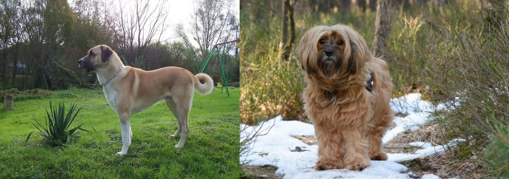 Tibetan Terrier vs Anatolian Shepherd - Breed Comparison