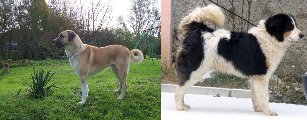 Tornjak vs Anatolian Shepherd - Breed Comparison