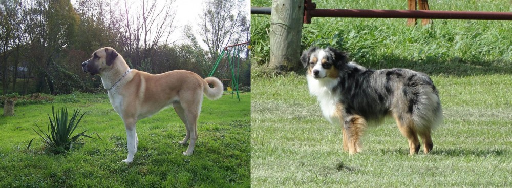 Toy Australian Shepherd vs Anatolian Shepherd - Breed Comparison