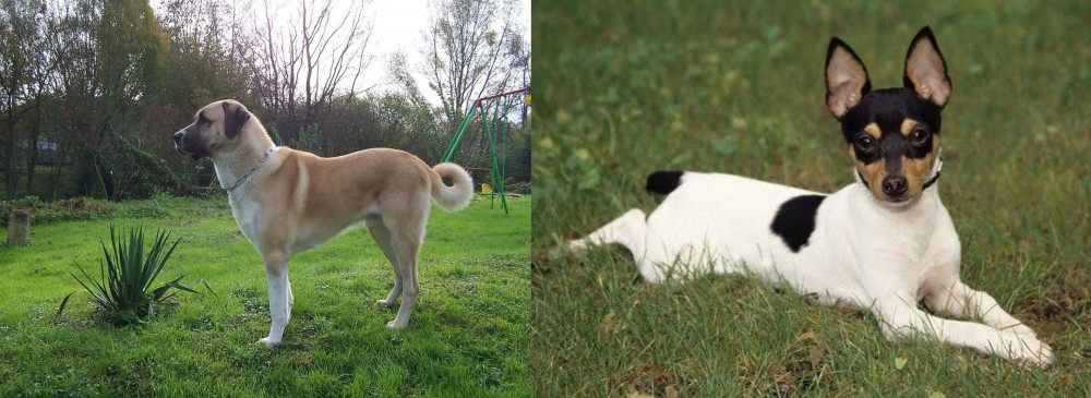 Toy Fox Terrier vs Anatolian Shepherd - Breed Comparison