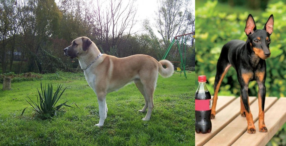Toy Manchester Terrier vs Anatolian Shepherd - Breed Comparison