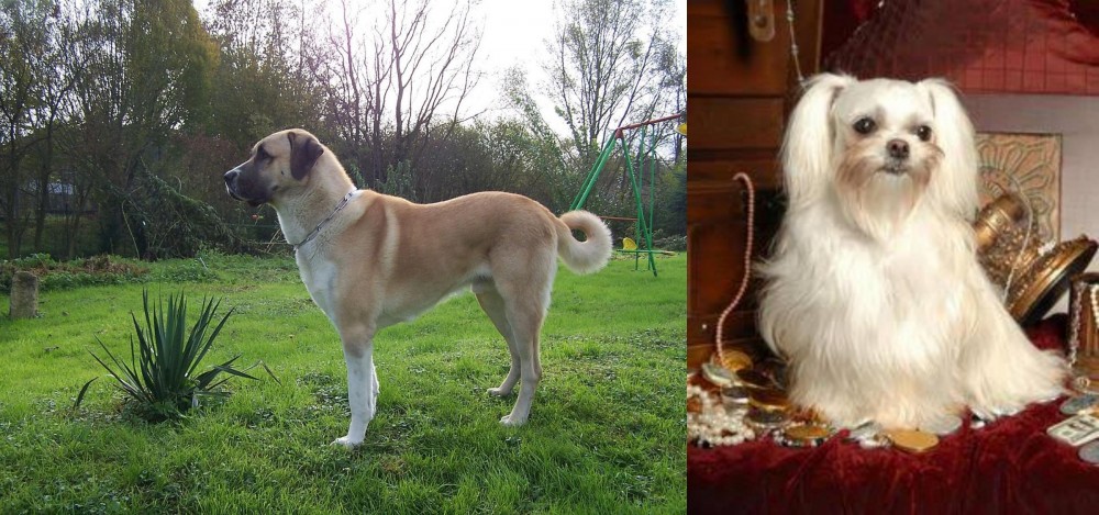 Toy Mi-Ki vs Anatolian Shepherd - Breed Comparison
