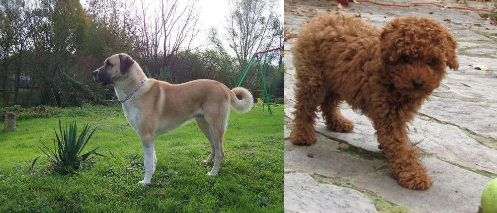 Toy Poodle vs Anatolian Shepherd - Breed Comparison