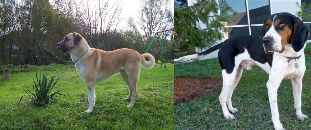 Treeing Walker Coonhound vs Anatolian Shepherd - Breed Comparison