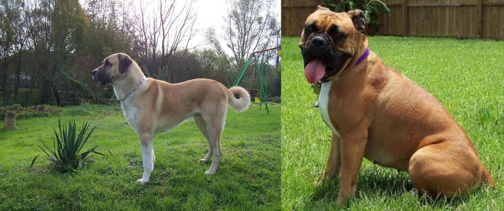 Valley Bulldog vs Anatolian Shepherd - Breed Comparison