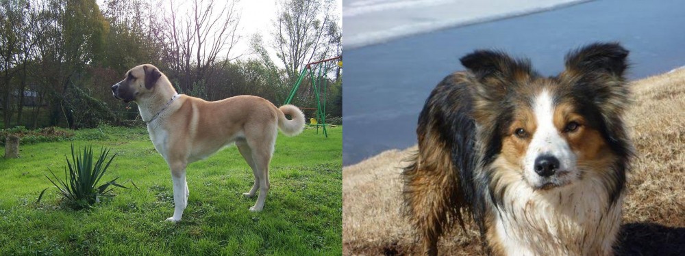 Welsh Sheepdog vs Anatolian Shepherd - Breed Comparison
