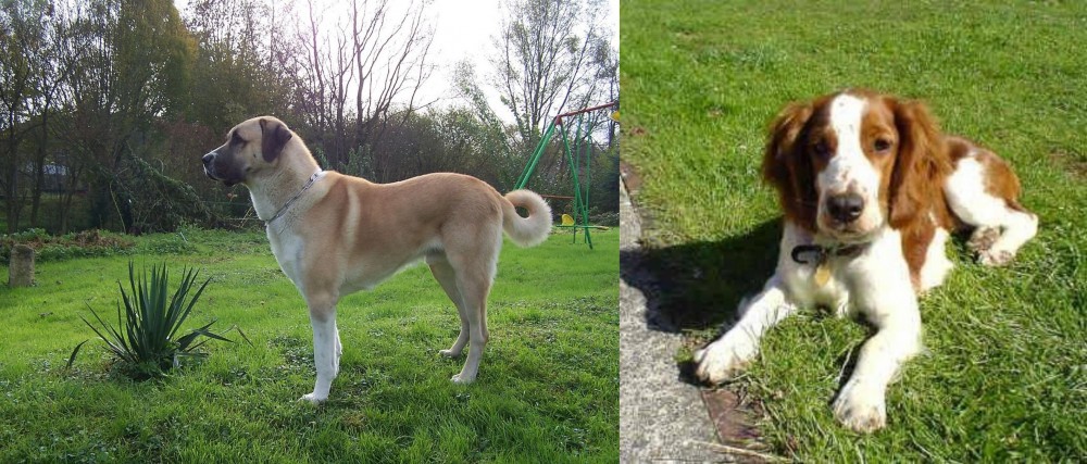 Welsh Springer Spaniel vs Anatolian Shepherd - Breed Comparison