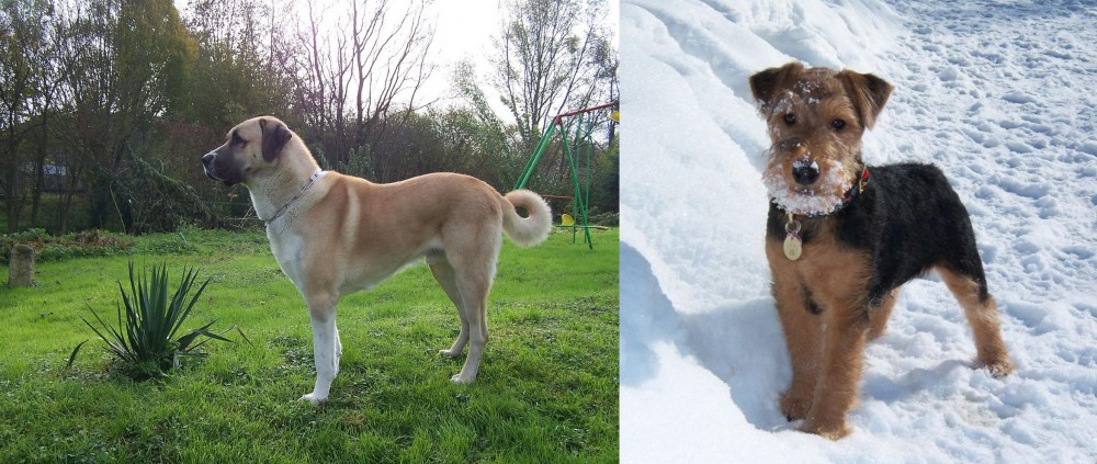 Welsh Terrier vs Anatolian Shepherd - Breed Comparison