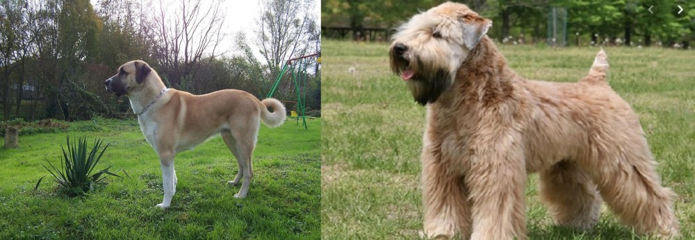 Wheaten Terrier vs Anatolian Shepherd - Breed Comparison