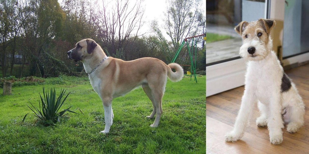 Wire Fox Terrier vs Anatolian Shepherd - Breed Comparison
