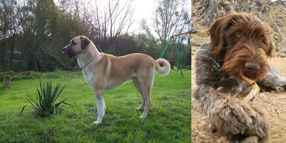 Wirehaired Pointing Griffon vs Anatolian Shepherd - Breed Comparison