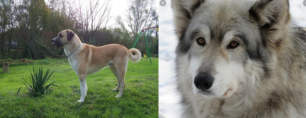 Wolfdog vs Anatolian Shepherd - Breed Comparison
