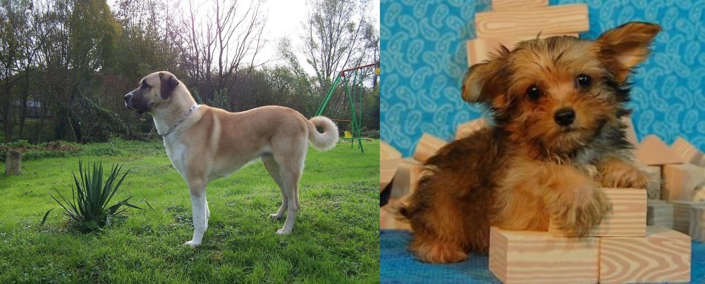Yorkillon vs Anatolian Shepherd - Breed Comparison