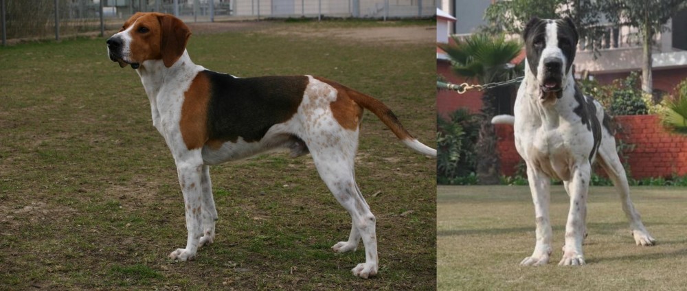 Alangu Mastiff vs Anglo-Francais de Petite Venerie - Breed Comparison