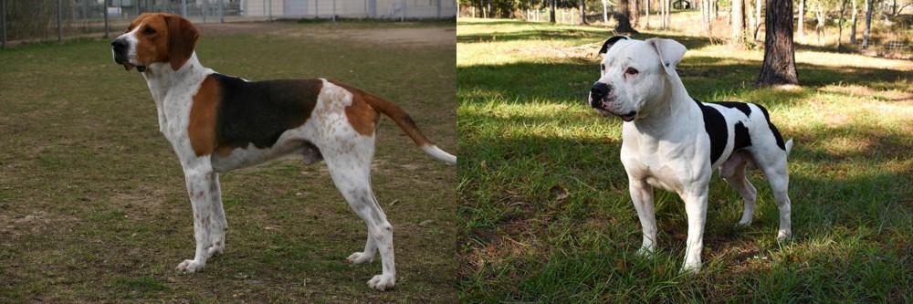 American Bulldog vs Anglo-Francais de Petite Venerie - Breed Comparison
