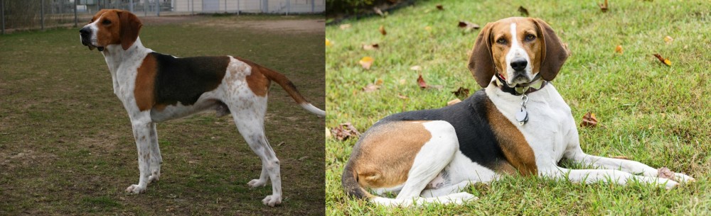 American English Coonhound vs Anglo-Francais de Petite Venerie - Breed Comparison